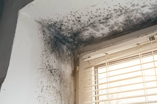 Affordable Hvac And Air Duct Mold Remediation solutions in South Elgin, IL
